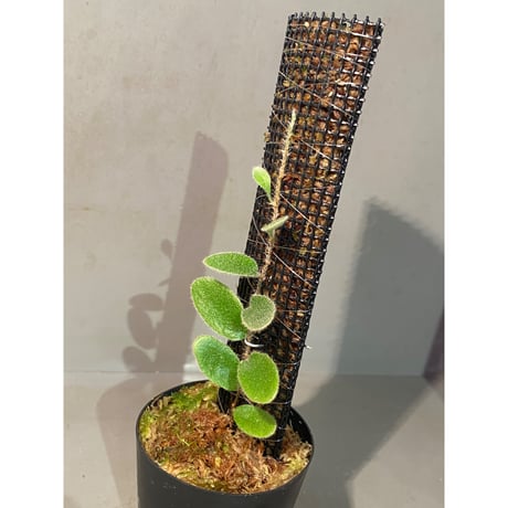 Pyrrosia nummularifolia from Santa Fe Luzon Philippines [KSB]