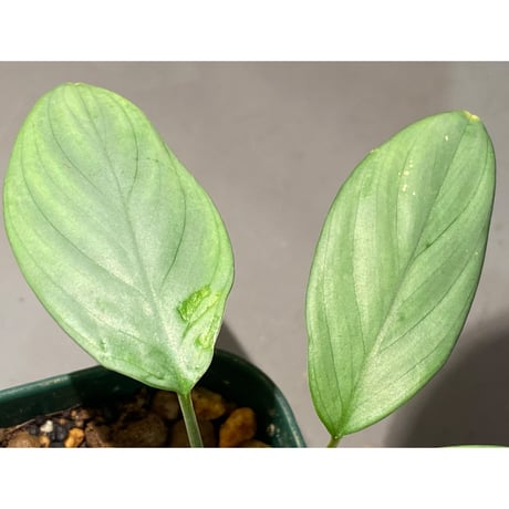Homalomena sp. from Aceh sumatera