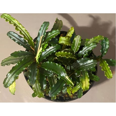 Bucephalandra sp. "MEDUSA"