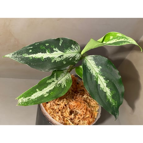 Aglaonema pictum Fusou(扶桑) 元祖DFS from Sumatera Barat [AZ0413-4]