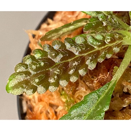 Nautilocalyx pemphidius