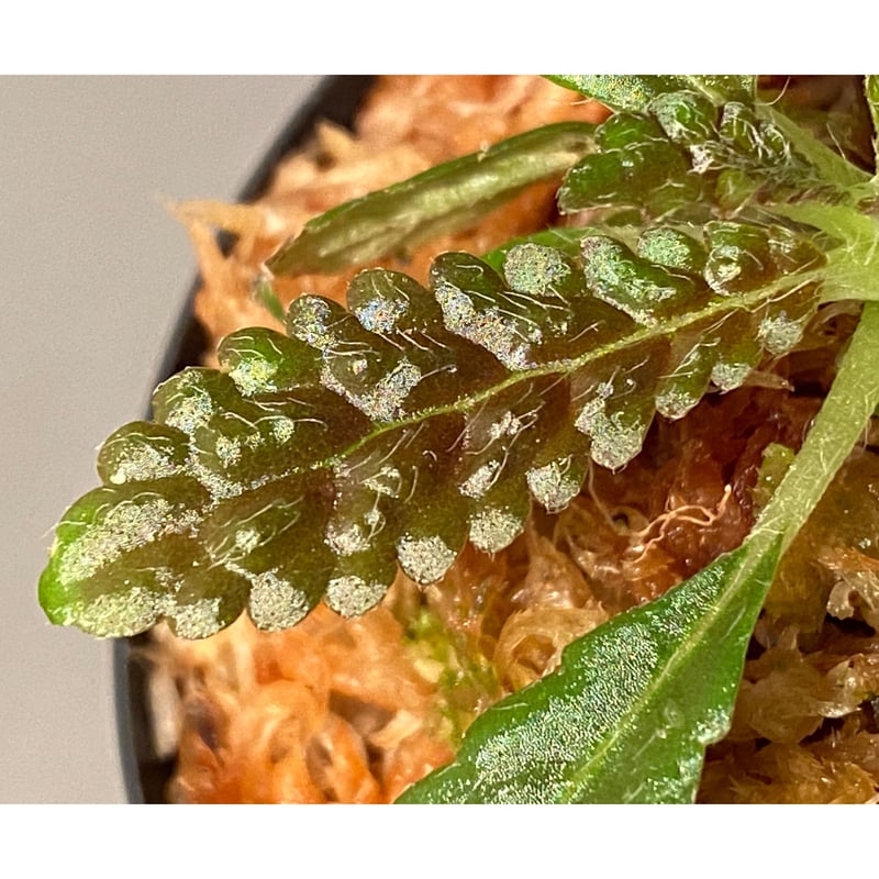 Nautilocalyx pemphidius | M・R・G・R