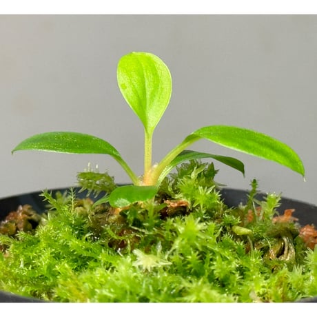 Homalomena sp. from Padang sumatera [LA0117-02]