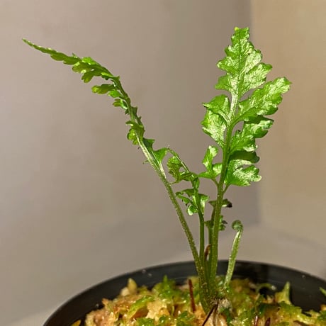 Bolbitis sp. from Kidapawan Mindanao