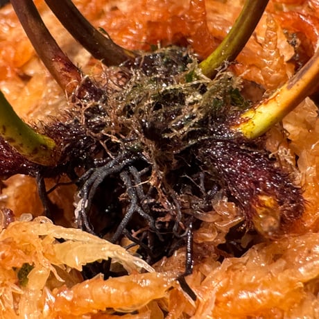 Dipteris lobbiana from Kapuas hulu West Kalimantan