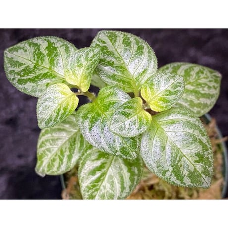Gymnostachyum sp. "type B" from Aceh Selatan [HW0816-03]