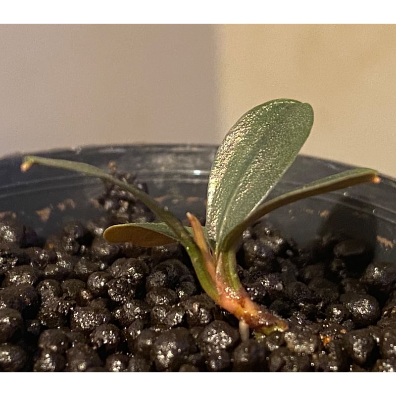 Bucephalandra sp. 