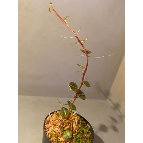 Peperomia sp. (インボイスbicolor)