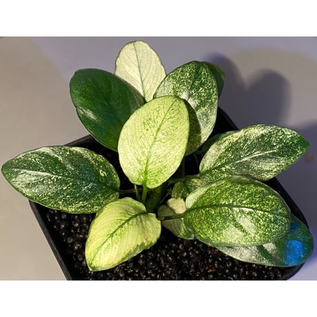Anubias barteri var. nana "variegated"