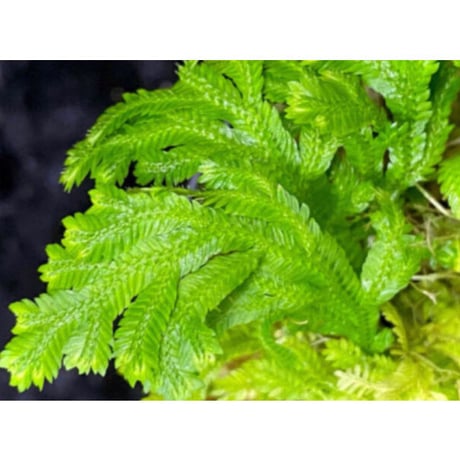 Selaginella biformis [STRINGE PLANTS]