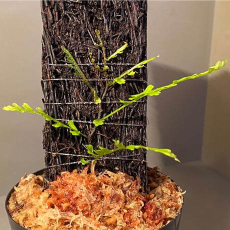 Teratophyllum aculeatum from Nanga pinoh [TB]