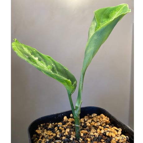 Aglaonema pictum GW1410 from Padang sidempuan [TB]