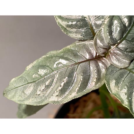 Ophiorriza sp. "鋼" from Aceh Selatan [HW0816-03]