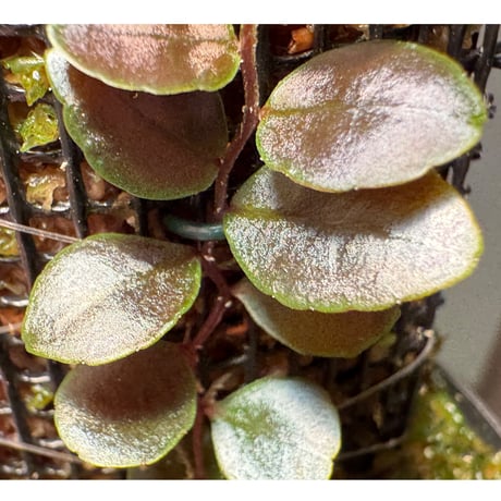 Marcgravia sp. "Azreal"