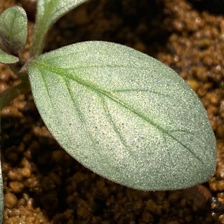 Acanthaceae gen. from Laos [LA]