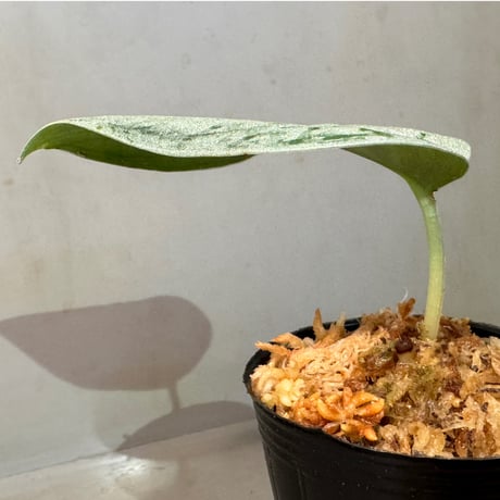 Scindapsus Sparkling