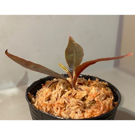 Medinilla sp. from Irian Jaya Papua