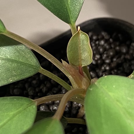 (大株) Bucephalandra sp. Green wavy broad reaf [トロピカ社] ①