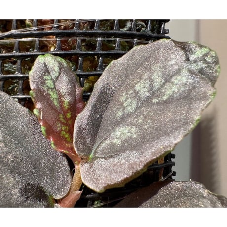 Pellionia sp. from Binh Dinh Vietnam