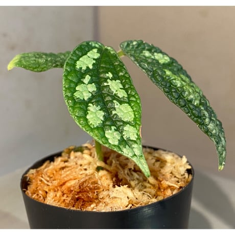 Elatostema sp. (Sri Lanka?)