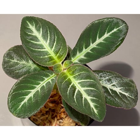 Codonoboea cf. pumilla from Riau sumatera [LA1119-02]