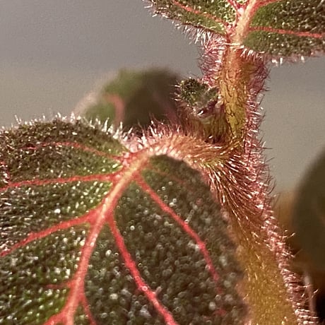 Pearcea hypocyrtiflora from Rio Napo Ecuador [tanakay] 赤葉脈