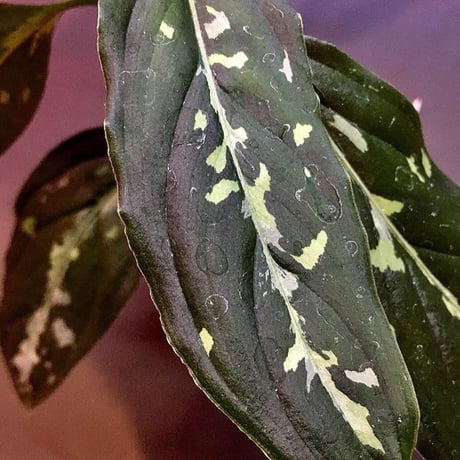 Aglaonema pictum "サイレント" from Sumatera Barat [AZ1212-3]