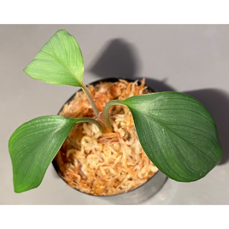 Homalomena sp. Aceh Silver from Aceh sumatera [