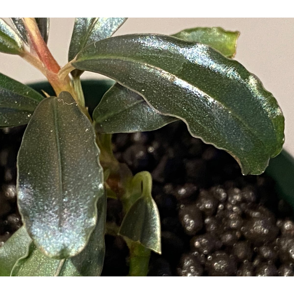 水草 Bucephalandra sp. Kapuas HuluIll Bucephalandra spec. 