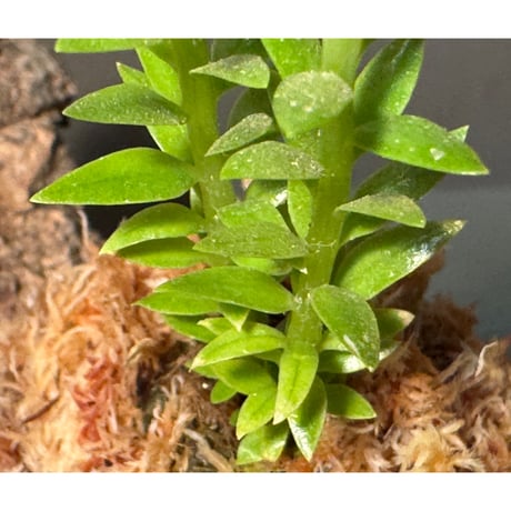 (2芽) Phlegmariurus phlegmarioides Aimas, Sorong, West Papua 伊藤蟻植物農園