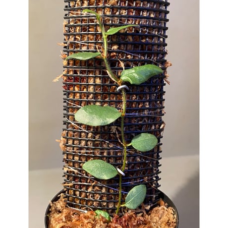 Ficus sp. from Murung raya [LA0515-05]