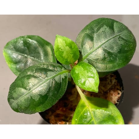 Gymnostachyum sp. from Aceh sumatera [LA1116-02]