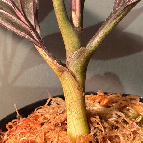 Pinanga veitchii from Sanggau West Kalimantan