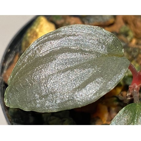 Homalomena sp."赤鉄鉱” from Kepulauan Riau [SGP import] KZT