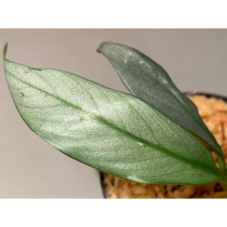Rhaphidophora sp. "Silver" from Pulau Singkep