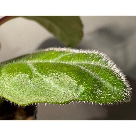 Drymonia punctulata 伊藤蟻植物農園