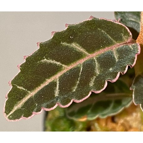 Emblemantha urnulata (Labisia sp.) from Riau sumatera [LA0815-01]
