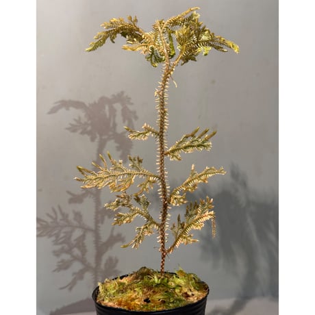 Selaginella sp. from Landak West Kalimantan