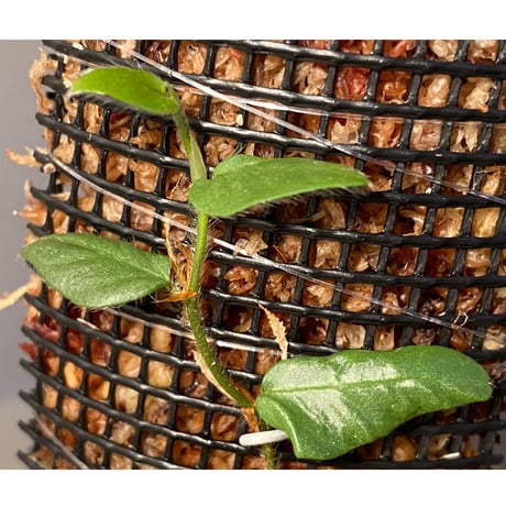 Ficus sp. from Murung raya [LA0515-05]