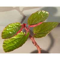 Begonia sp. from Kapuas hulu