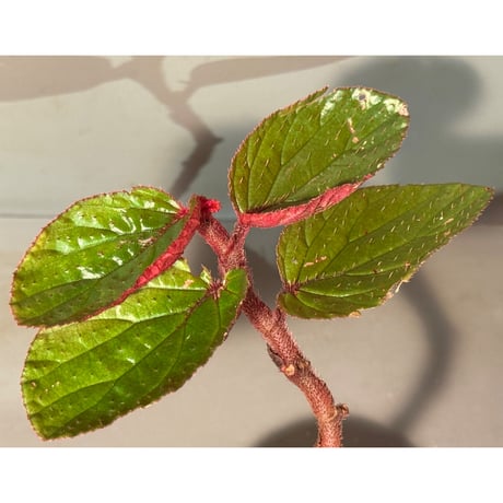 ベゴニア | STORES