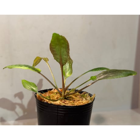 Cryptocoryne nurii "Lga-1" Pulau Lingga [HW0622-06]