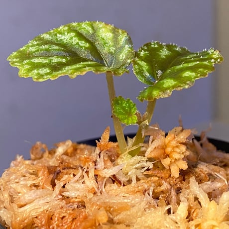 Begonia tenuifolia from Sukasada Bali [S0320-02] 伊藤蟻植物農園