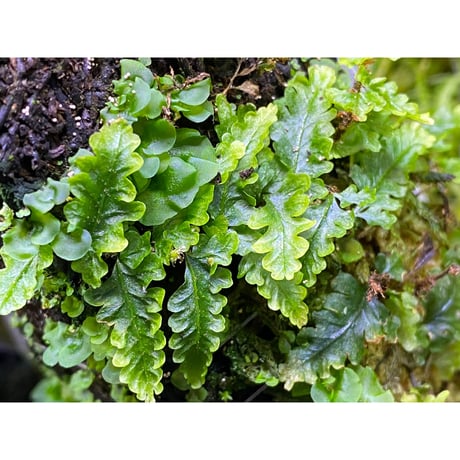 Teratophyllum rotundifoliatum from Payakumbuh sumatera [LA0117-02]