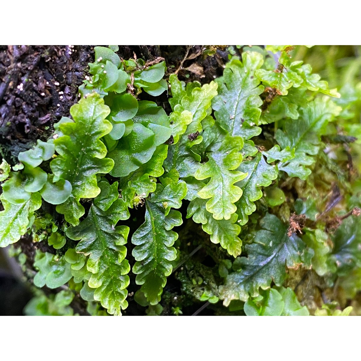 超希少種 ソテツホラゴケ  シダ植物  ホラゴケ  パルダリウム 超希少種 ソテツホラゴケ シダ植物 ホラゴケ パルダリウム 【公式通販】
