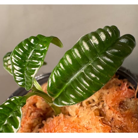 Acranthera sp. from Boyan West Kalimantan