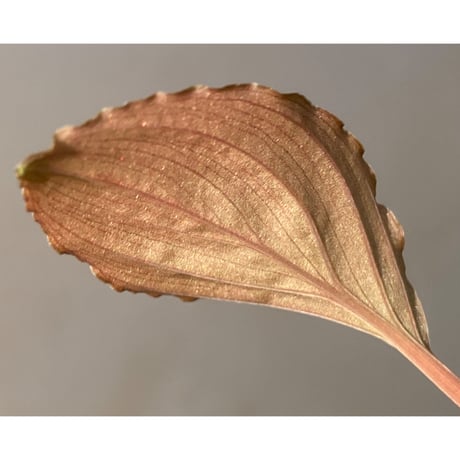Homalomena sp. Sabah-2 [R1217-01c]