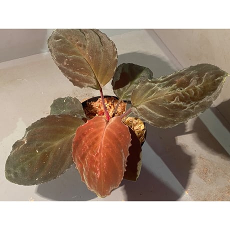 Homalomena sp. "Red leaf" from Kalbar [AZ0823-2]