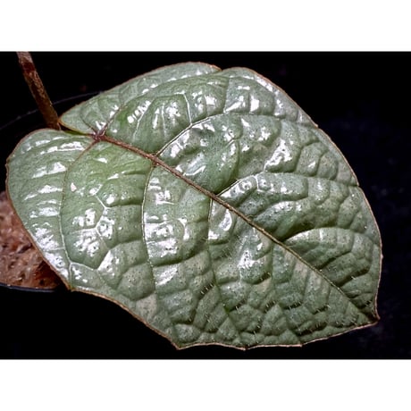 Pterisanthes sp. from Sabah-1 [R0515-01a]