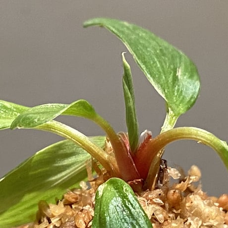 Homalomena sp. [LA0317-z-r]